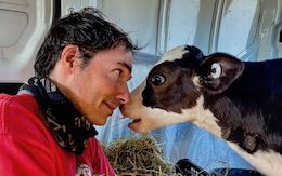 Cow friend