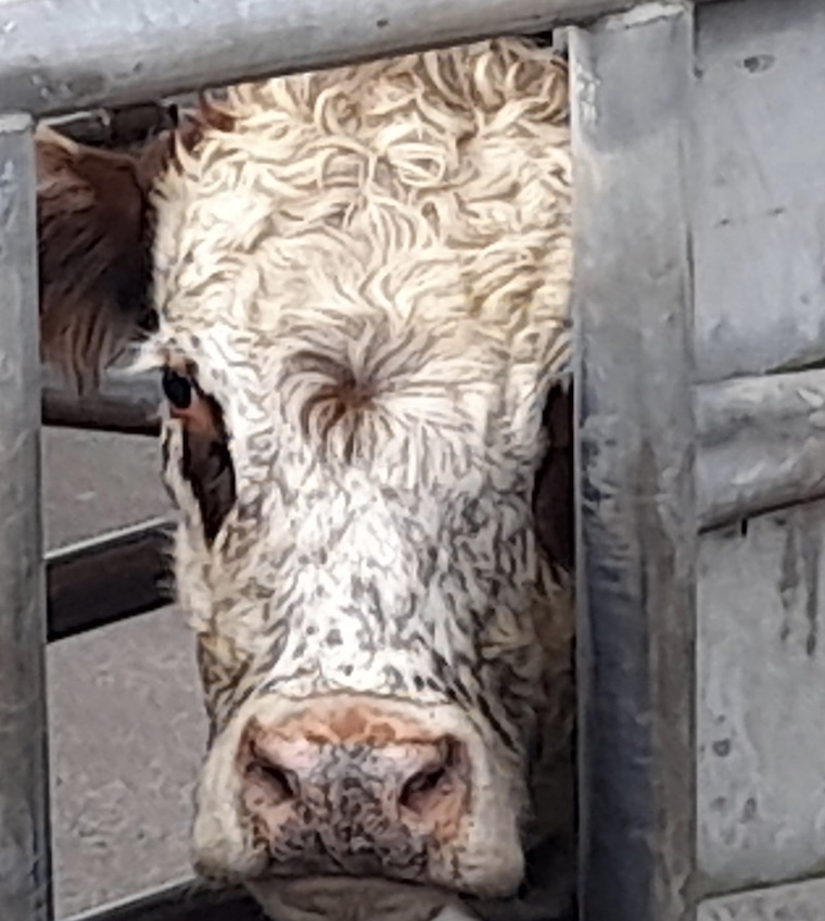 Cow slaughterhouse