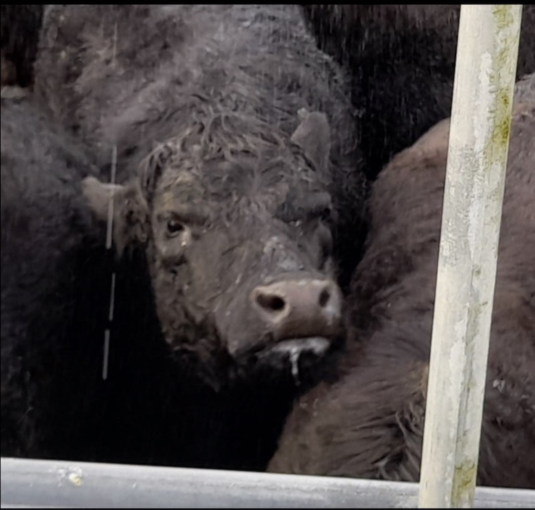 Cow slaughterhouse