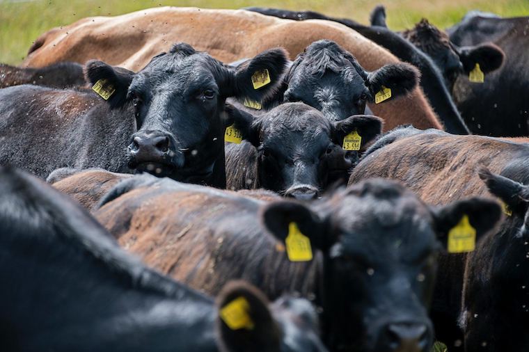 Cattle