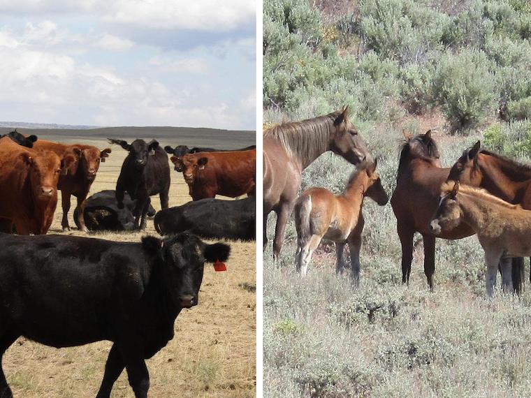 cattle vs. wild horses