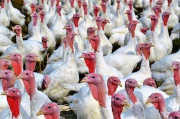 farmed Turkeys