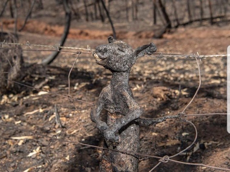 burned alive