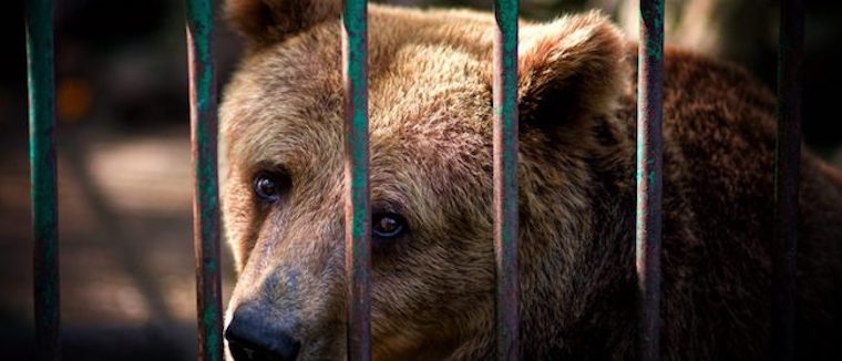 caged Bear