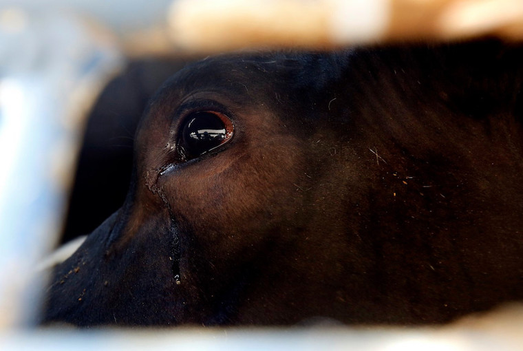 Cow tears