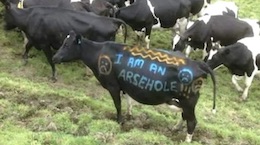abused Cow