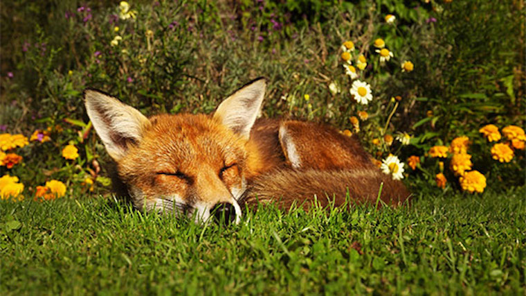 sleeping Fox