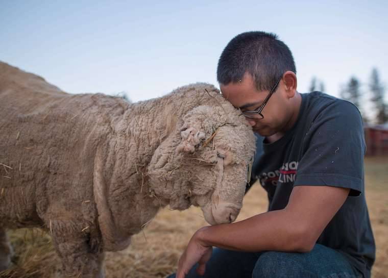 rescued Sheep