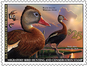 Duck Stamp