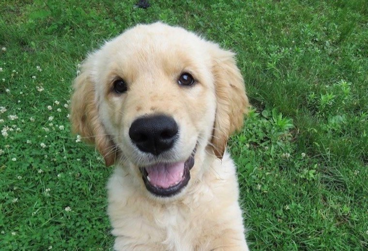 Puppy