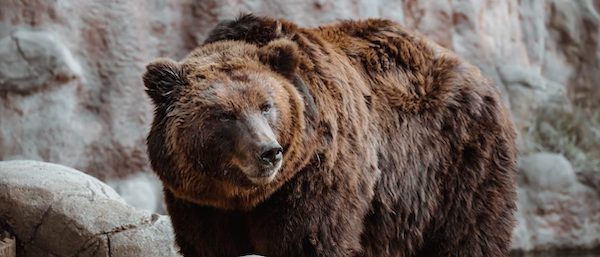 captive Bear