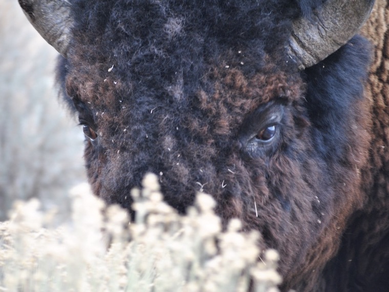 Buffalo