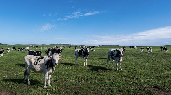 Point Reyes Cows