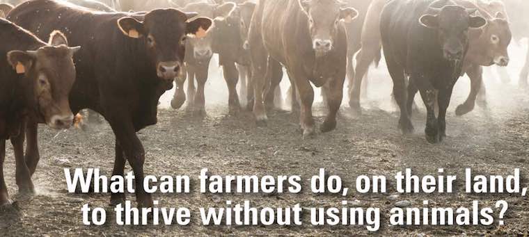 Cattle