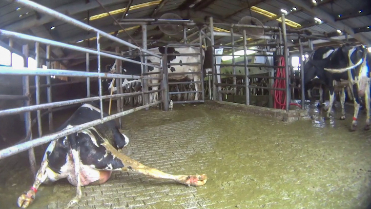 downed dairy Cow