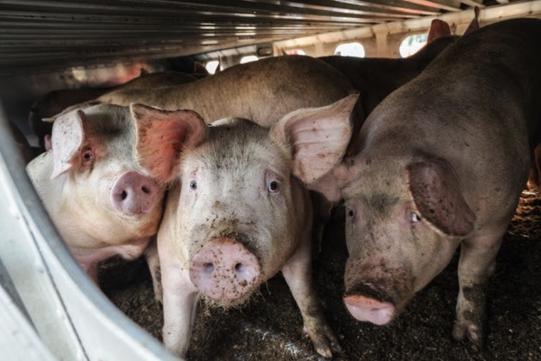 Pig transport truck