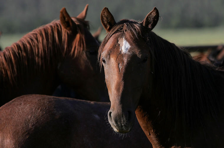 wild Horses