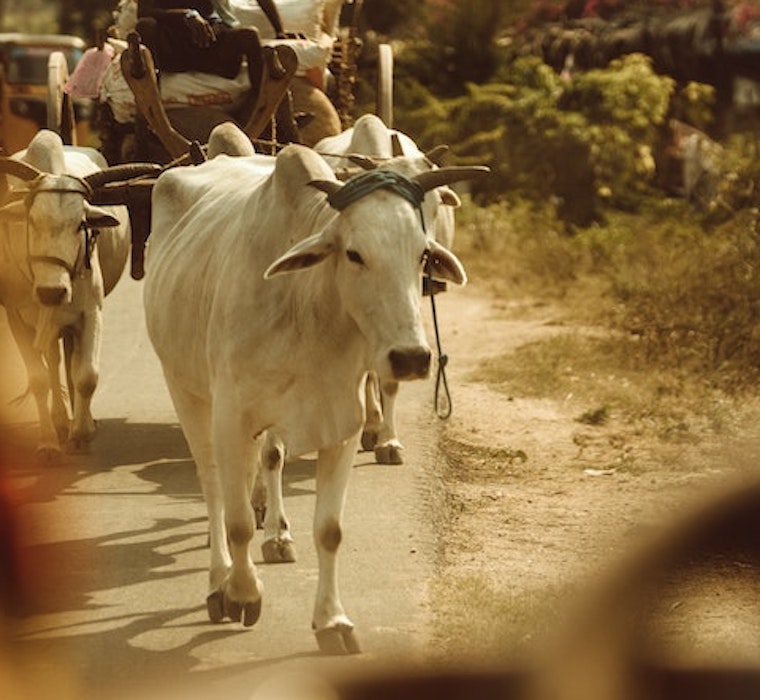 India's breeding Bulls