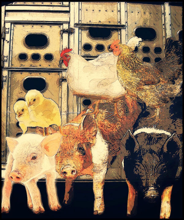 farmed animals