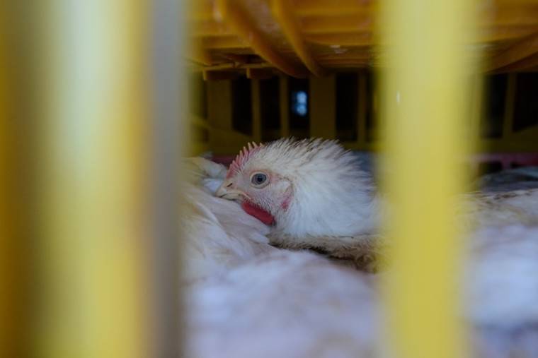 caged Chicken