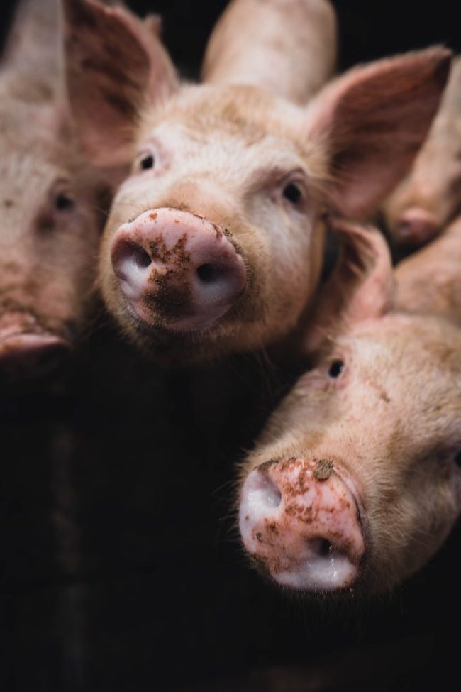 Pigs