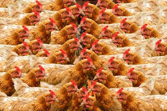 crowded Chickens
