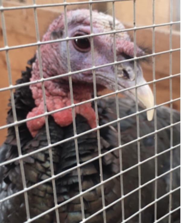 Turkey Walter