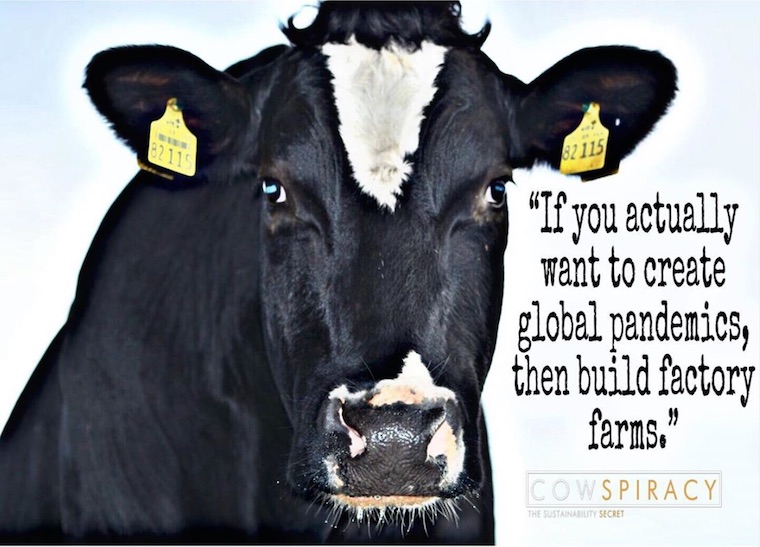 factory farming pandemics