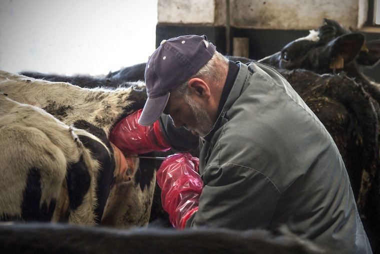 Raping a cow