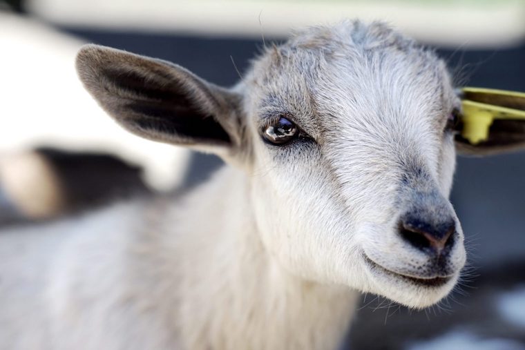 baby Goat