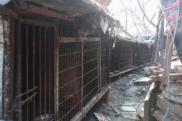dog meat farm