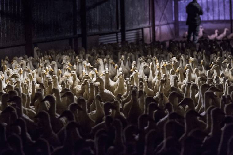 Duck farm