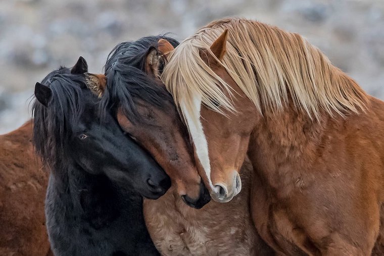 Pine Nut Wild Horses