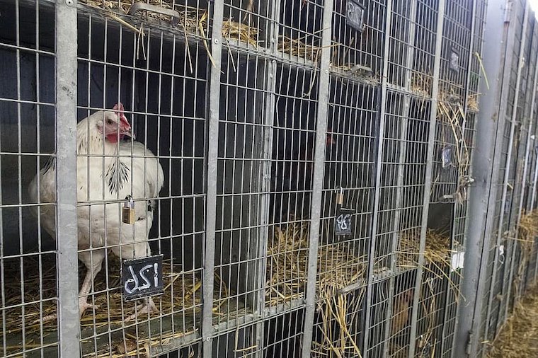 caged Chickens