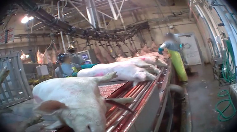 Pig slaughterhouse