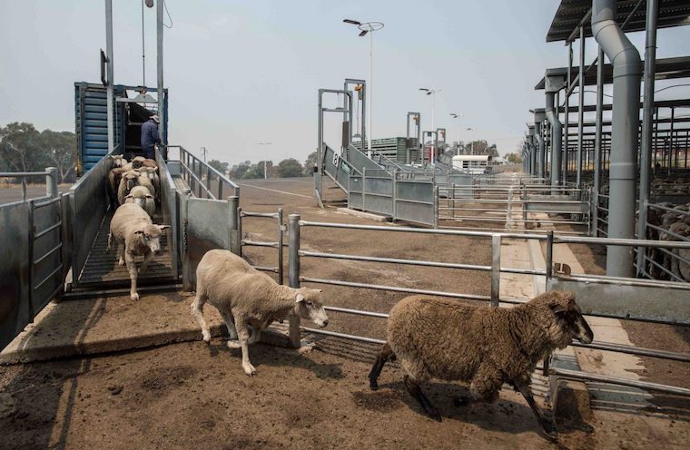 Sheep slaughterhouse