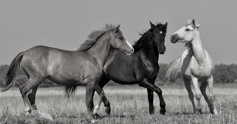 wild Horses