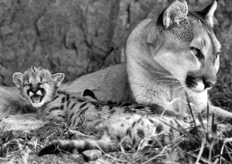 Cougar and Cub