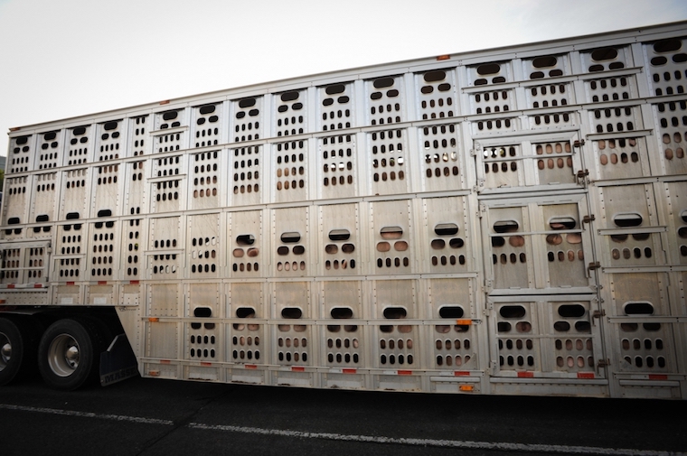 Pig transport
