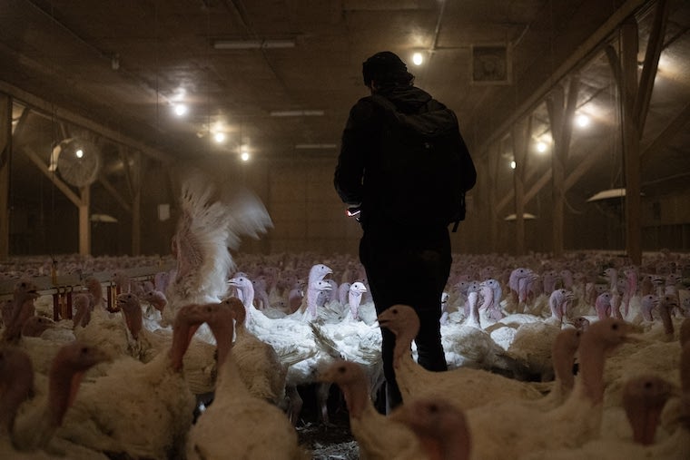 Canadian Turkey farm