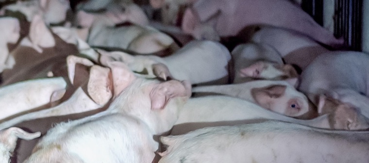 farmed Pigs