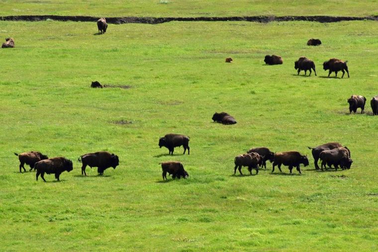 Bison