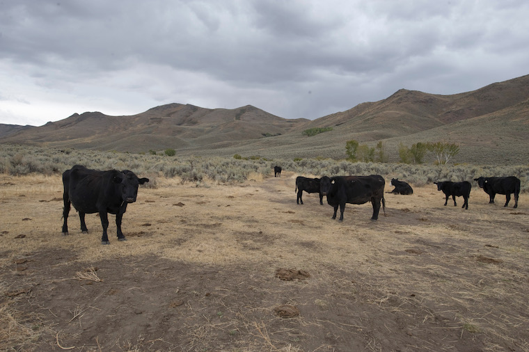 cattle erosion