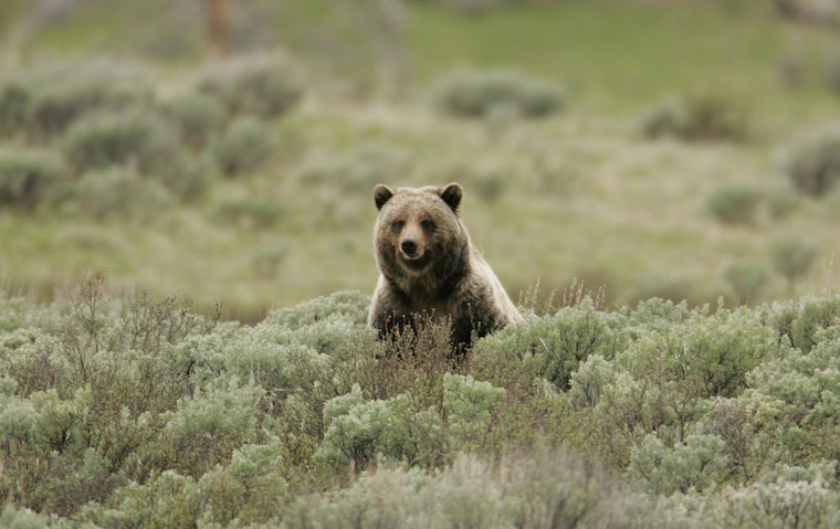 Grizzly Bear