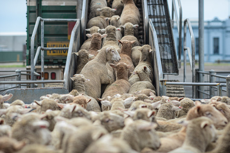 exporting Sheep