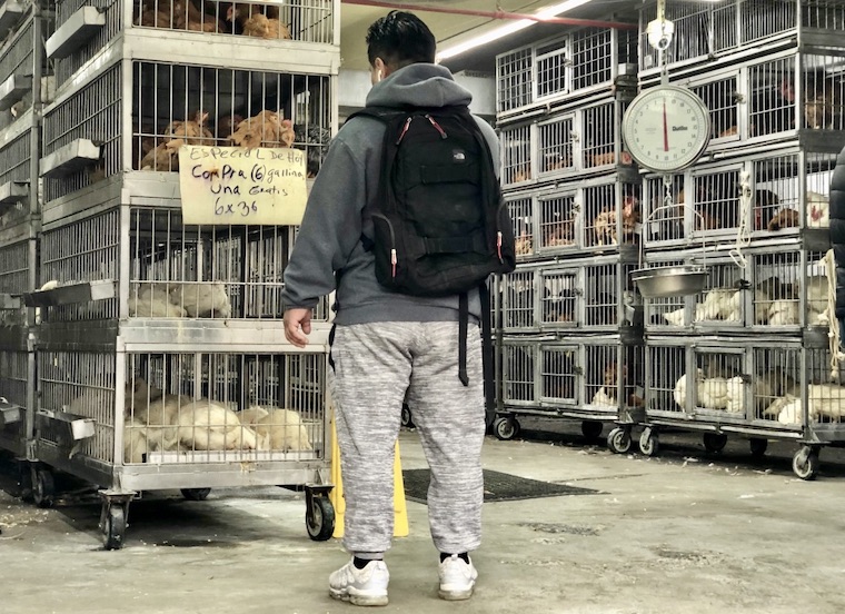 live animal market