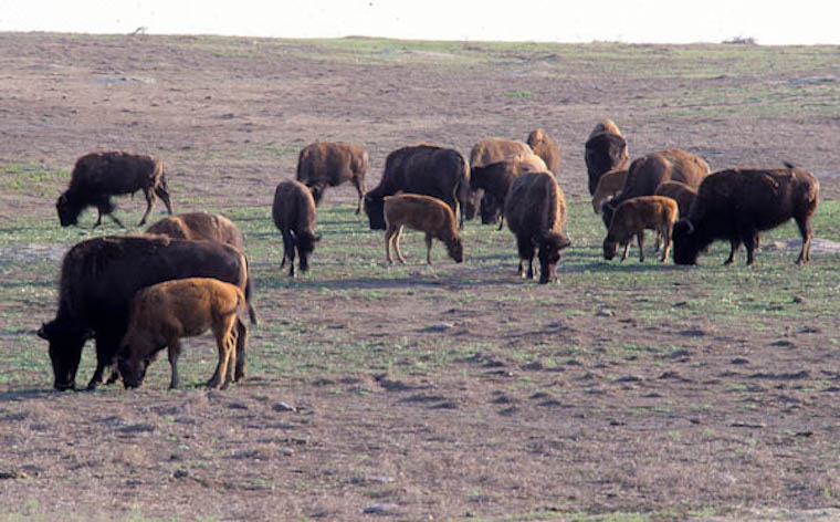 Bison grazing prairie dogs