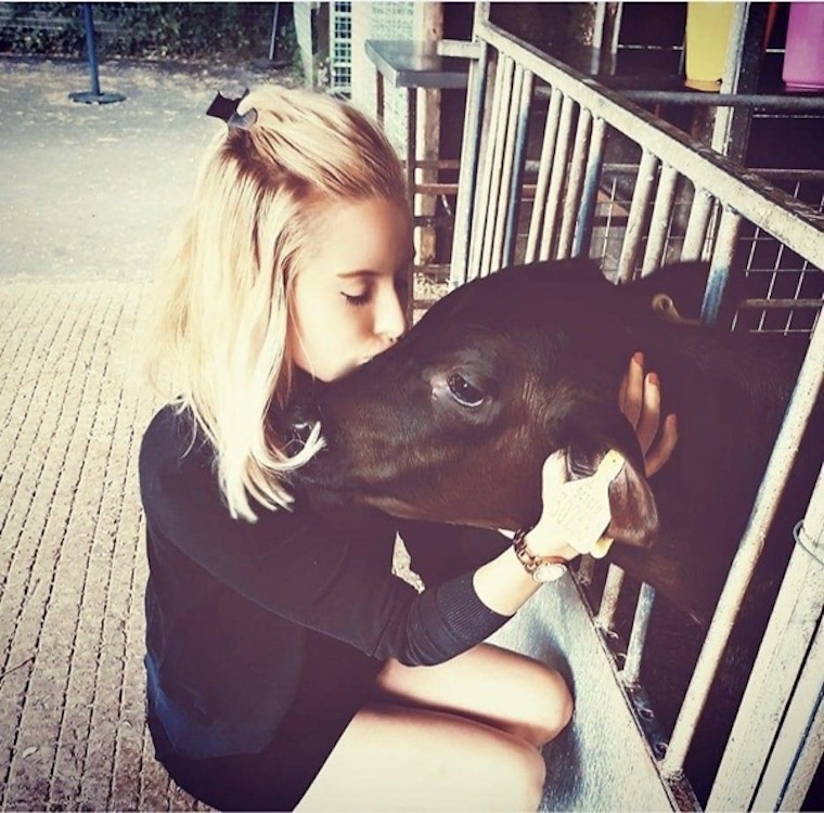 Cow