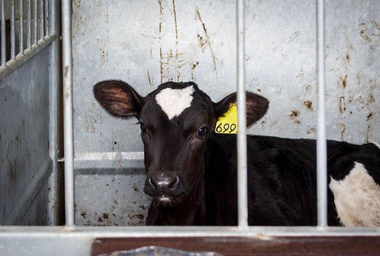 Calf slaughterhouse