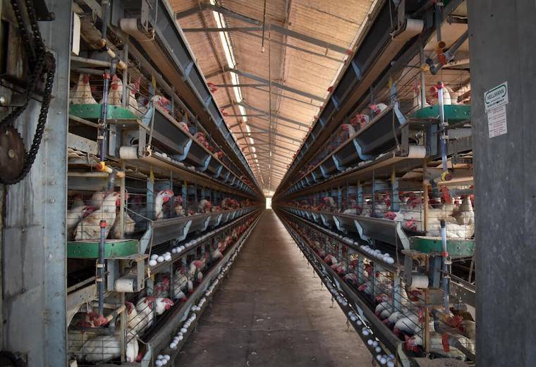 caged laying hens